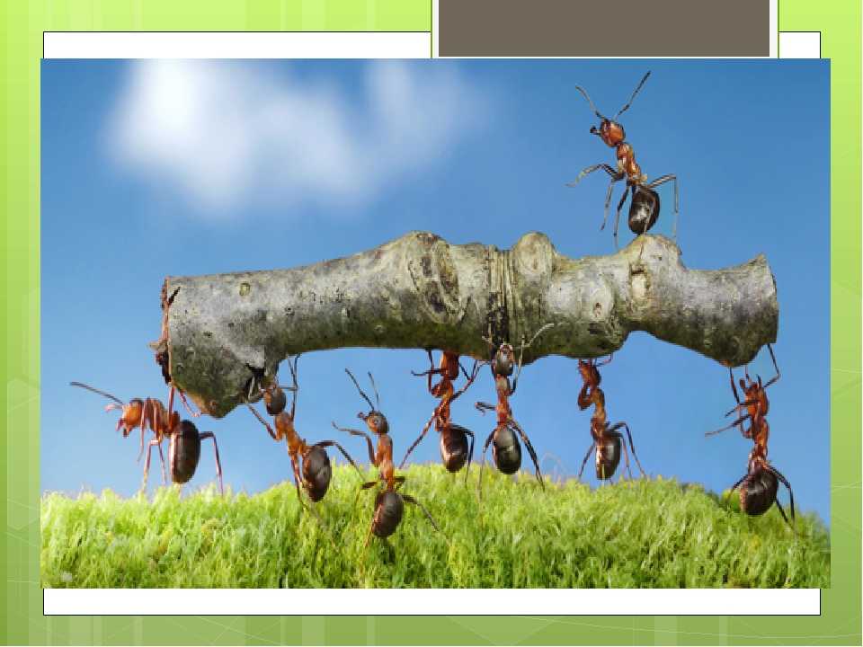 Значение муравьев в природе и жизни человека