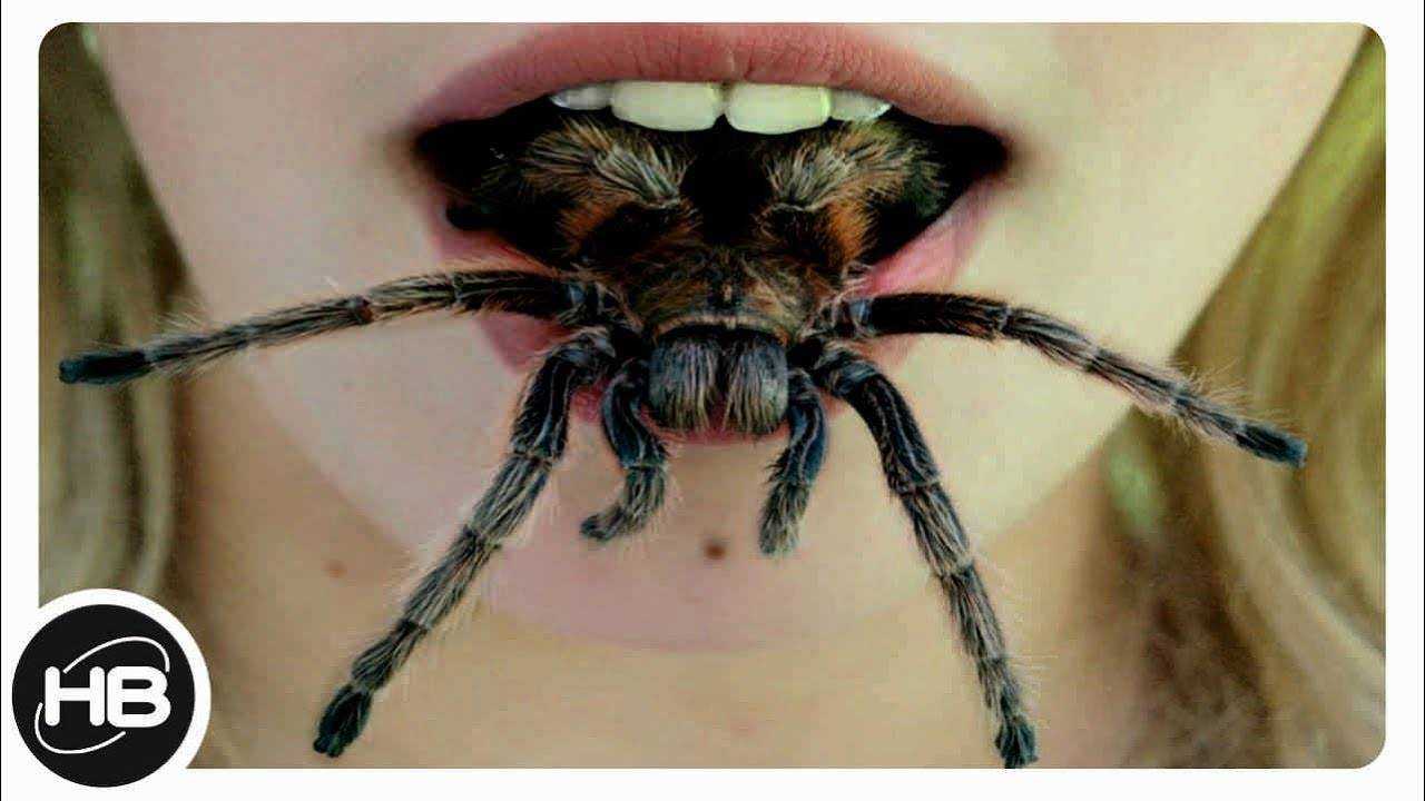 Самый опасный паук. виды ядовитых пауков. бразильский странствующий паук. красноспинный паук. черная вдова :: syl.ru