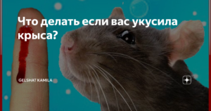 Сколько часов крыса спит в сутки? причины долгого сна