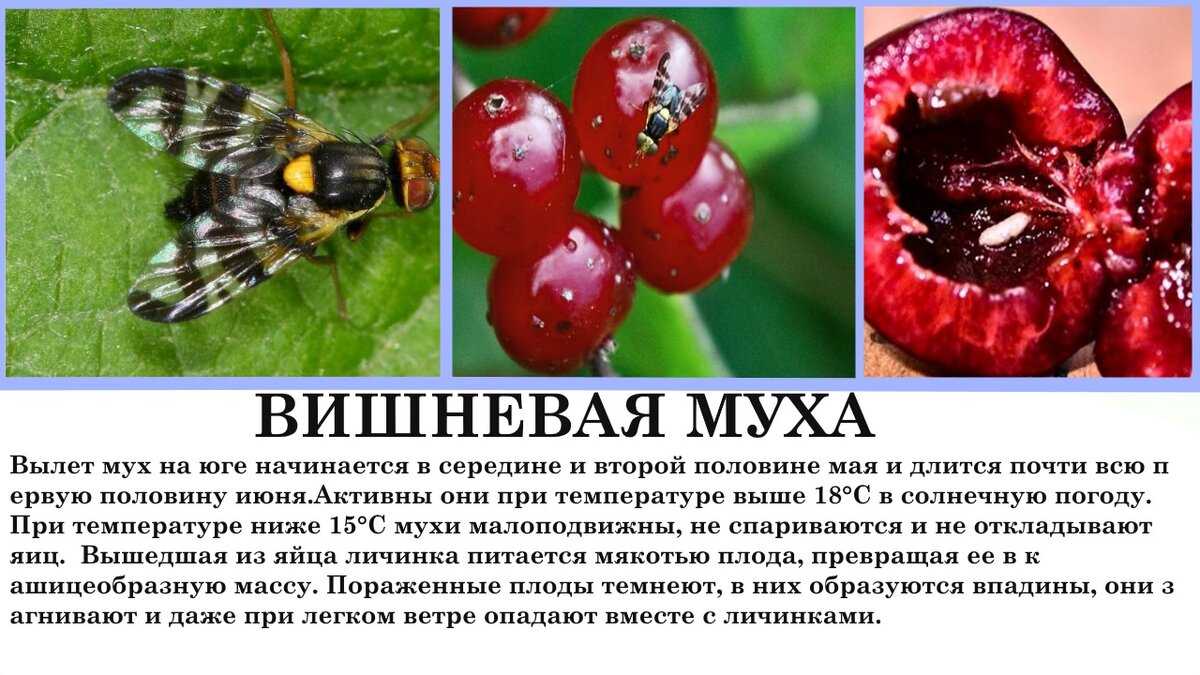 Препараты от вишневой мухи