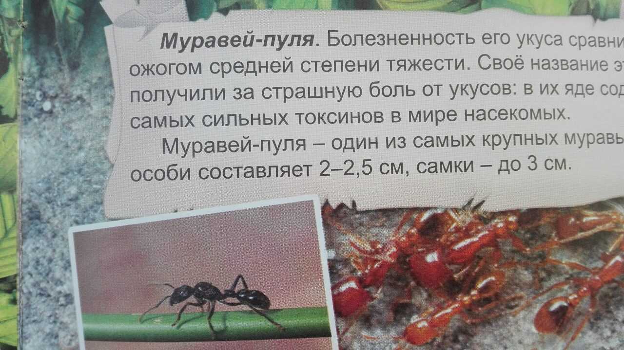 О муравьях-пулях: обыкновенная жизнь необычных насекомых. муравей-пуля (paraponera clavata)