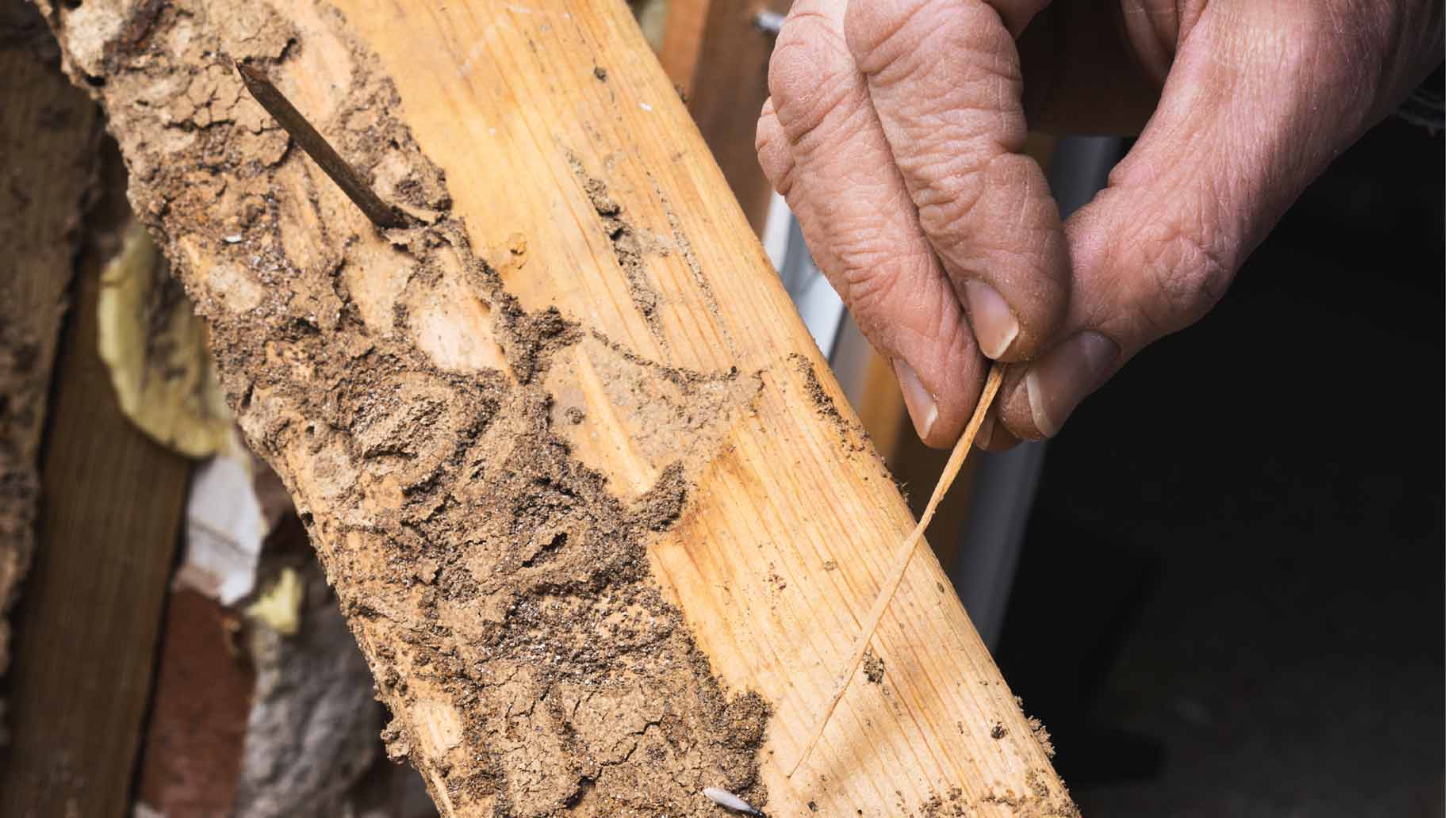 Как избавиться от короеда в деревянном доме своими руками: методы, видео