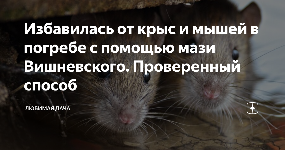 5 способов вывести крыс из сарая навсегда народными средствами