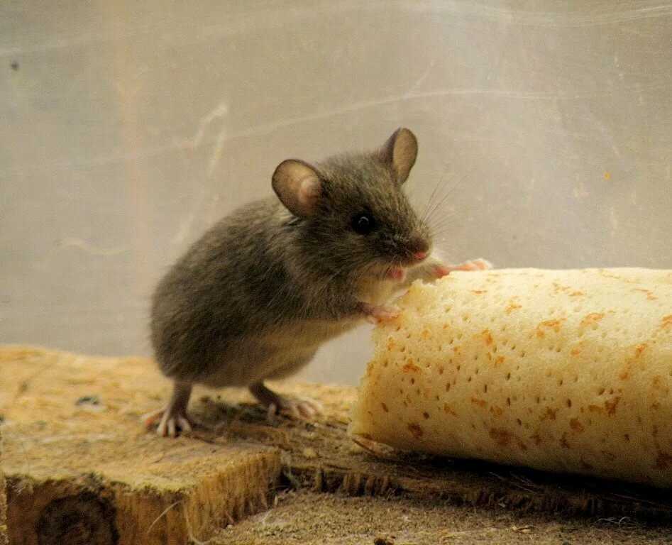 Лучшие приманки для крыс и мышей: что эти грызуны любят больше всего?