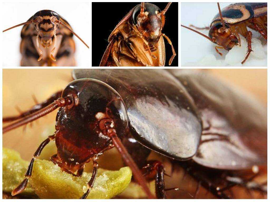 Опасность в доме или чем опасен укус таракана
опасность в доме или чем опасен укус таракана — медицинская энциклопедия