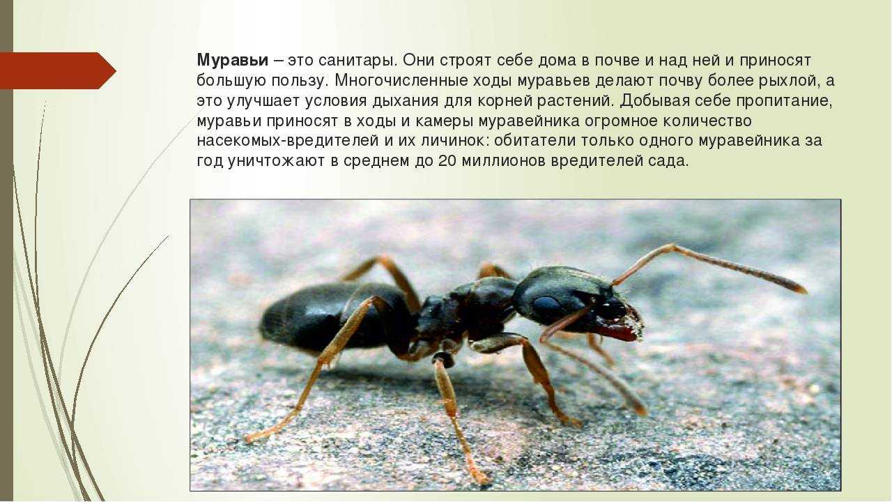 Какую пользу приносят муравьи людям и в лесу, чем они полезны в саду и огороде
