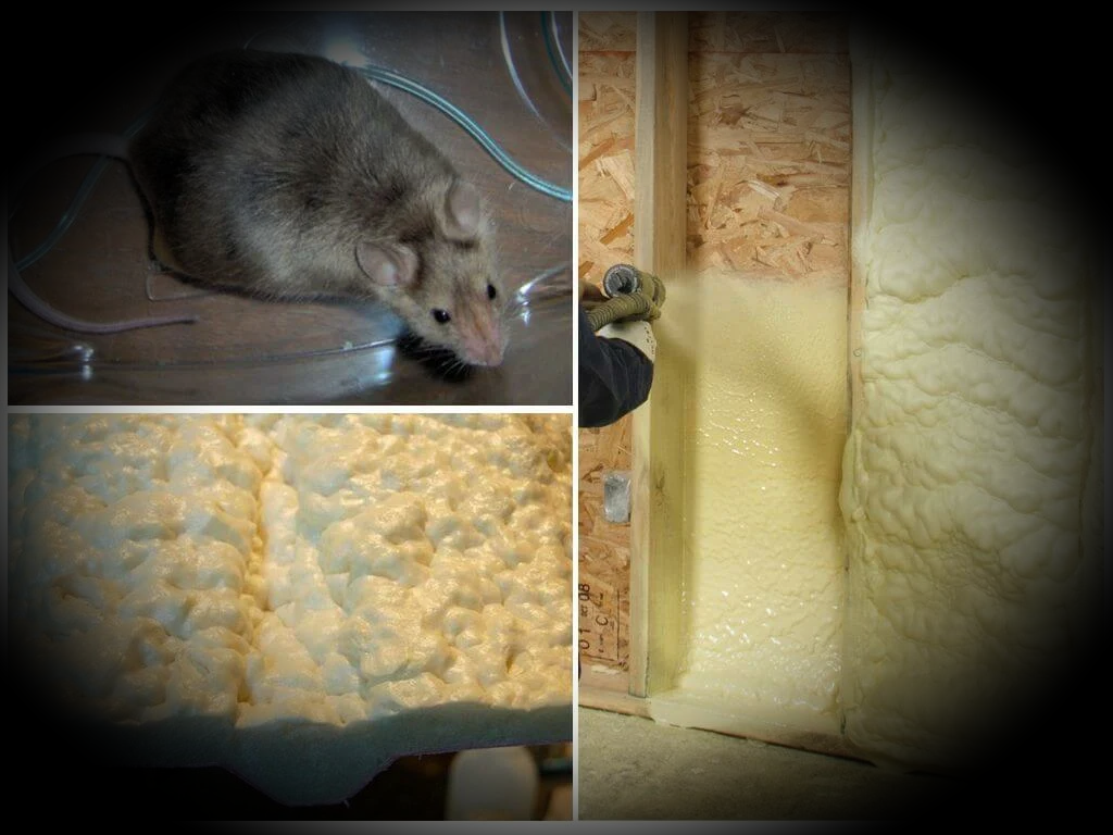 Избавиться от домашних мышей. Средство от мышей в доме. Мышь в квартире. Грызуны и утеплитель. Эффективное средство от крыс в частном доме.
