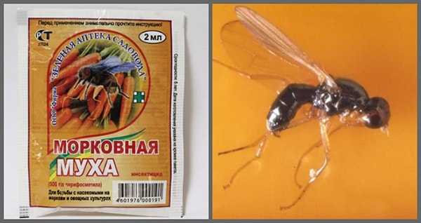 Как избавиться от морковной мухи без применения химии: новости, морковь, огород, насекомые, советы, урожай, сад и огород