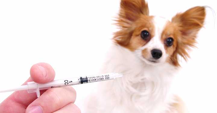Чихуахуа бешенство. Вакцинация собак. Биовак вакцина для собак. Вакцинация собак картинки. Прививка для собак Биовак.
