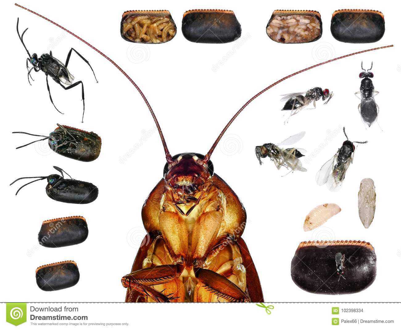 Описание и особенности строения тараканов, их разновидности, питание, размножение и опасность для человека
