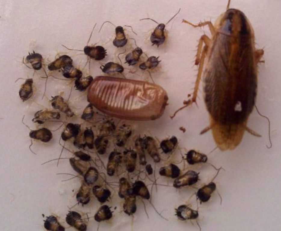 Размножение тараканов