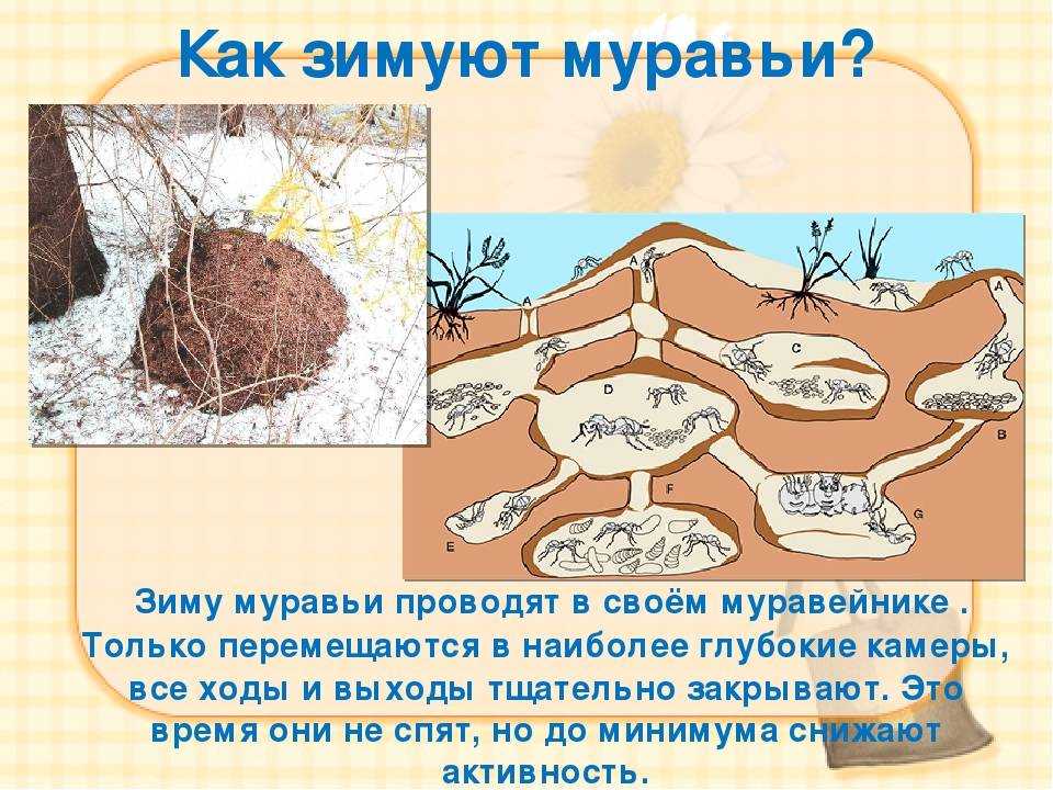 Вылезайте муравьи после зимней стужи схема предложения