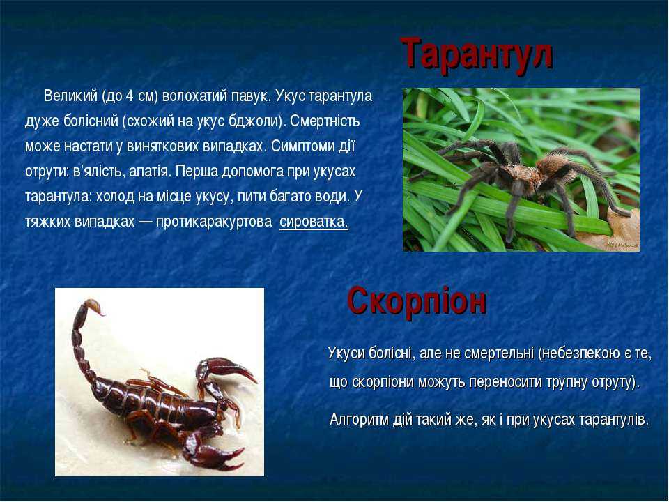 Что делать при укусе сколопендры