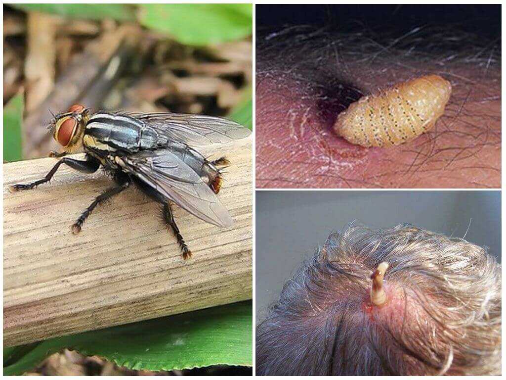 Самые красивые мухи в мире: описание и фото