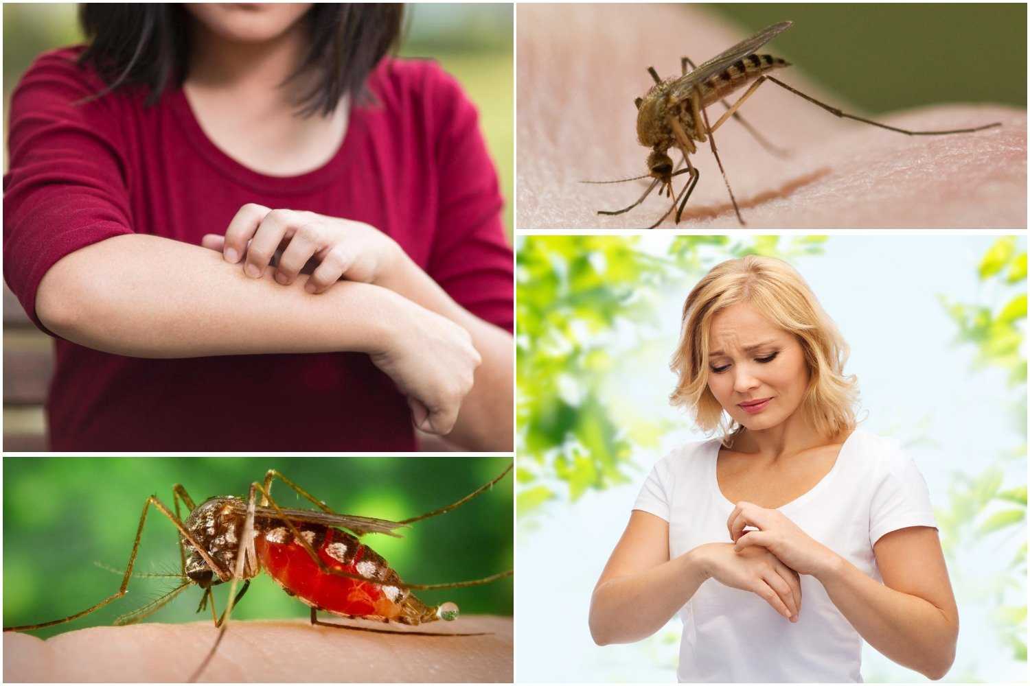 В этому году особенно много комаров? из-за карантина? объясняет энтомолог роман хряпин | правмир