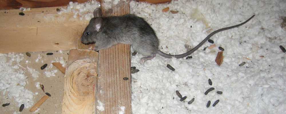 Одним из признаков присутствия в доме грызунов является крысиный помет Как он выглядит и чем отличается от мышиного кала