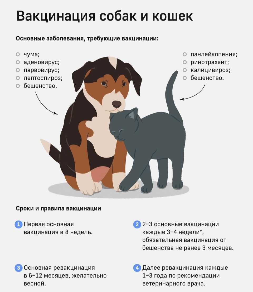 Вакцинация от ковид-19: какую вакцину выбрать спутникv или эпиваккорона?