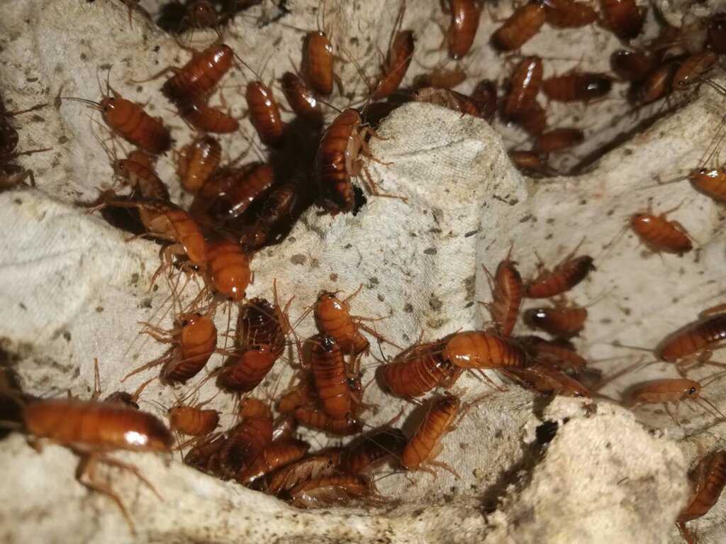 Мадагаскарский шипящий таракан: фото как выглядит, его разведение и содержание в домашних условиях