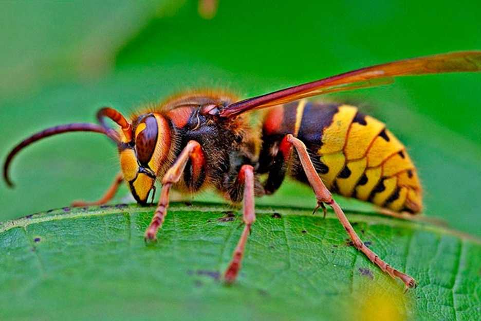 ᐉ топ-10 самых опасных насекомых в мире - gsm-masters73.ru