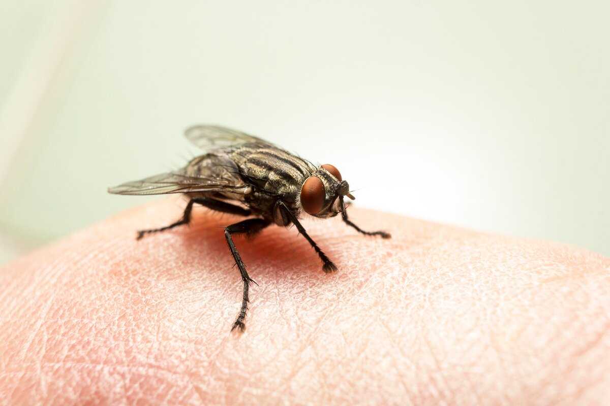 Почему мухи кусаются в августе: все ответы на вопрос, способы защиты и профилактика