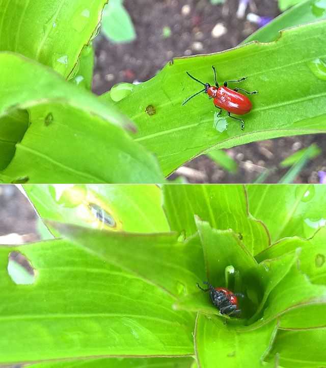 Красные жуки относятся к семейству листоедов Обитают на лилиях, питаются листочками Вредительствуют имаго, личинки Для борьбы используют народные, химические средства, физические методы