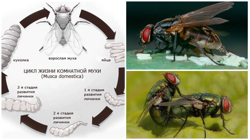 Стадии развития мухи в картинках