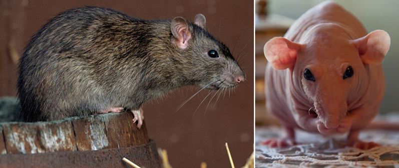 Укусы крыс - как выглядят, чем опасны, что делать с укусом