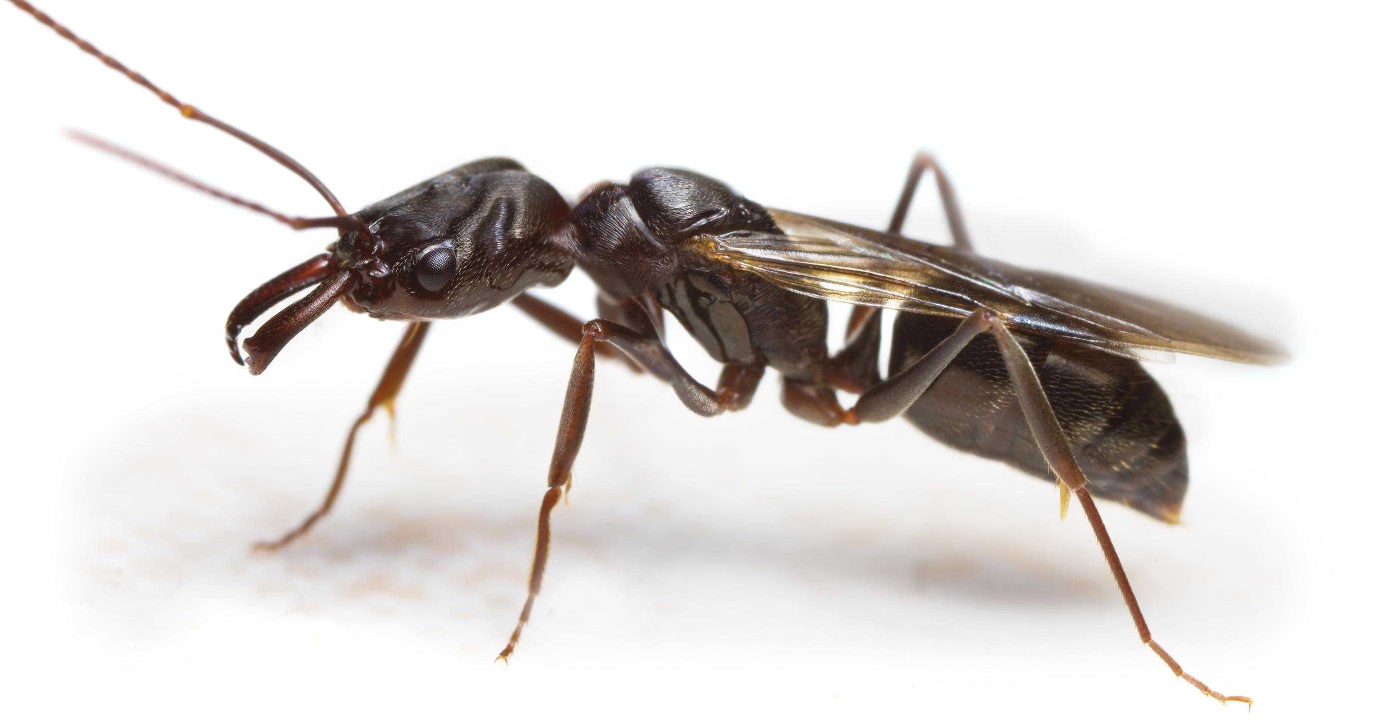 Крылатых муравьев. Муравей одонтомахус. Крылатые муравьи. Муравьи с крыльями. Самка муравья с крыльями.