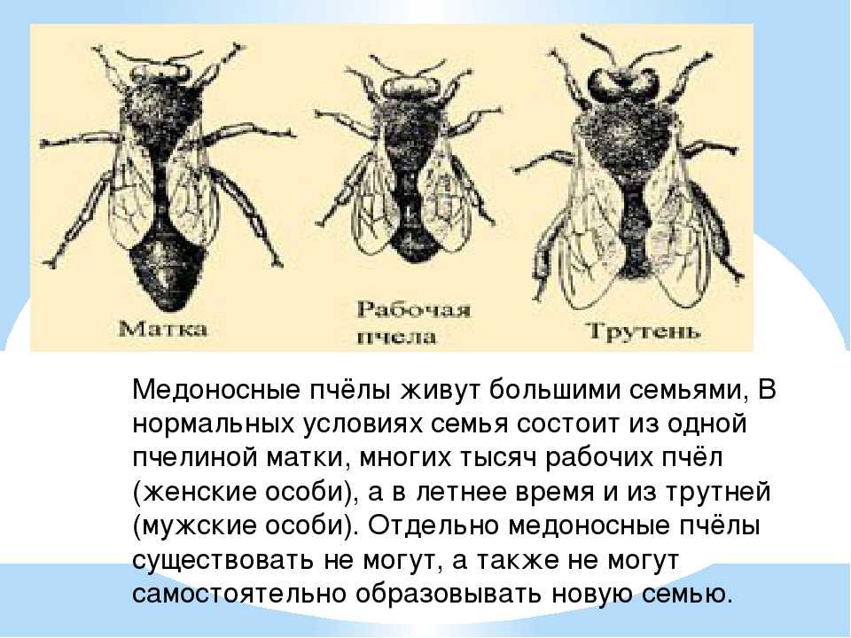 Кто входит в состав семьи медоносных пчел