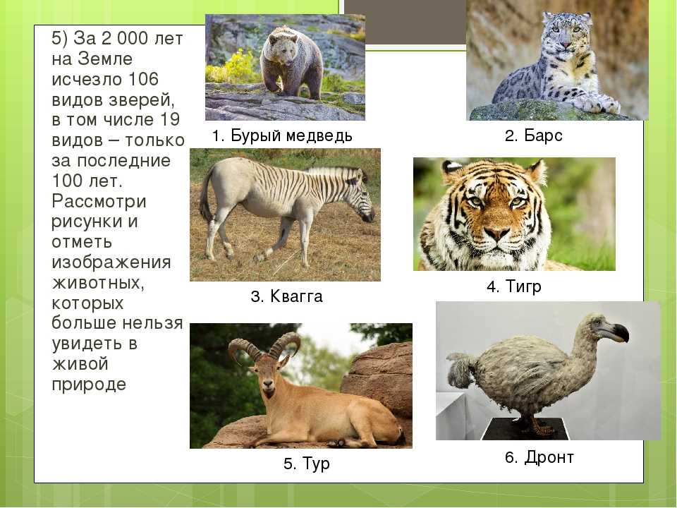 Сколько видов. Сколько видов животных. Сколько видов животных на земле. Сколько всего видов животных в мире. Количество видов зверей.