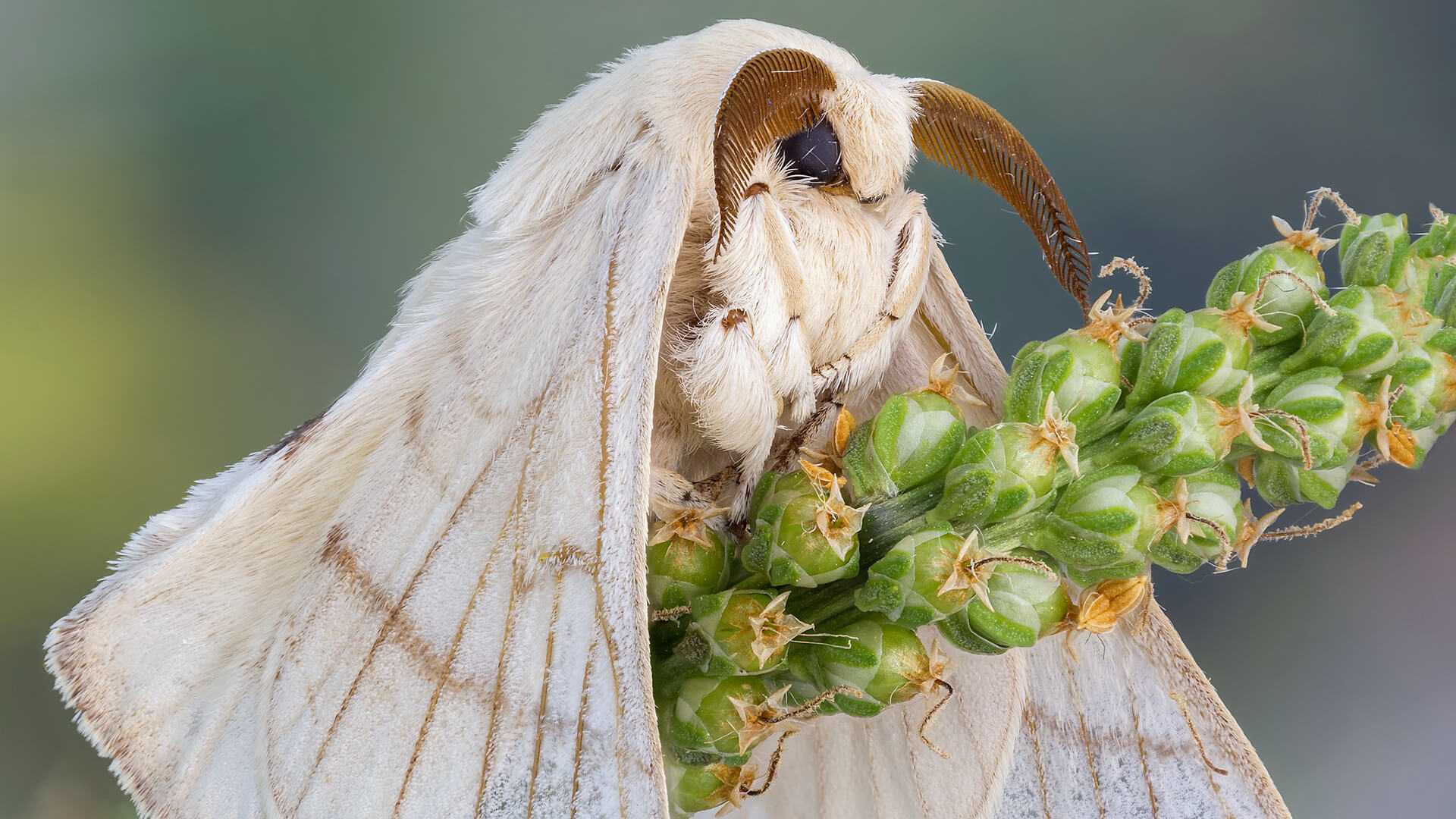 Тутовый шелкопряд (Bombyx Mori)