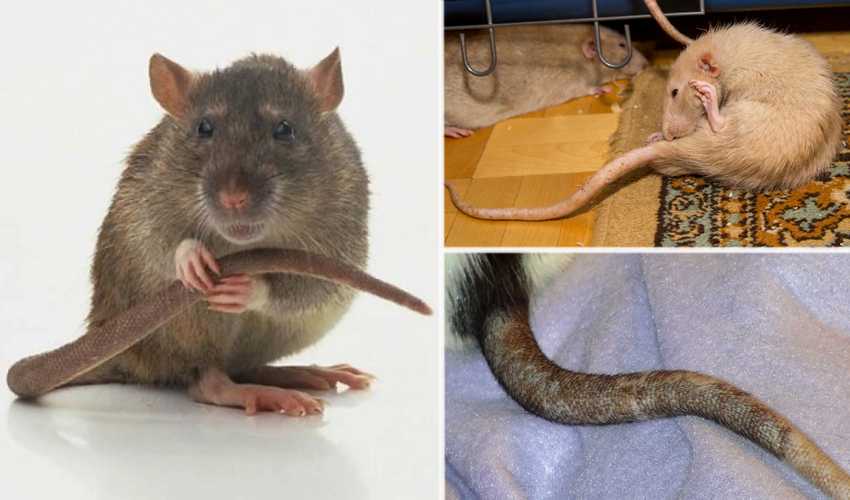 Зачем крысам хвост: его особенности и функции
