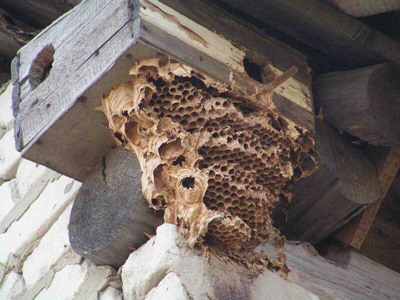 Как избавиться от пчел в стене деревянного дома: советы, видео