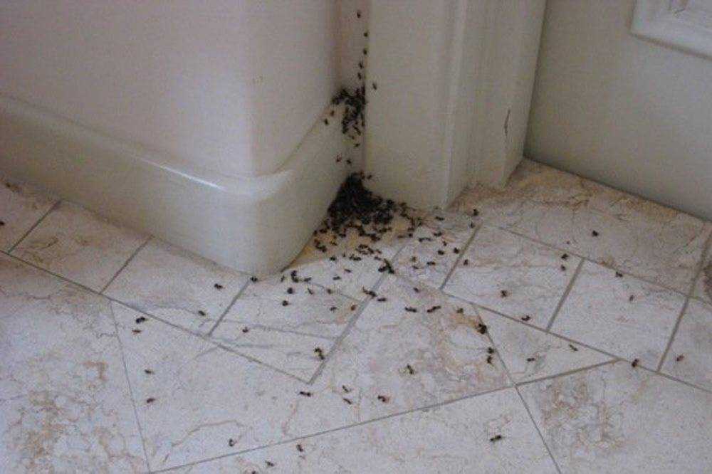 Почему в ванной завелись насекомые и что при этом делать