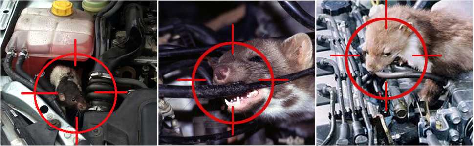 Как вывести мышей из машины, если она там завелась, способы отпугнуть