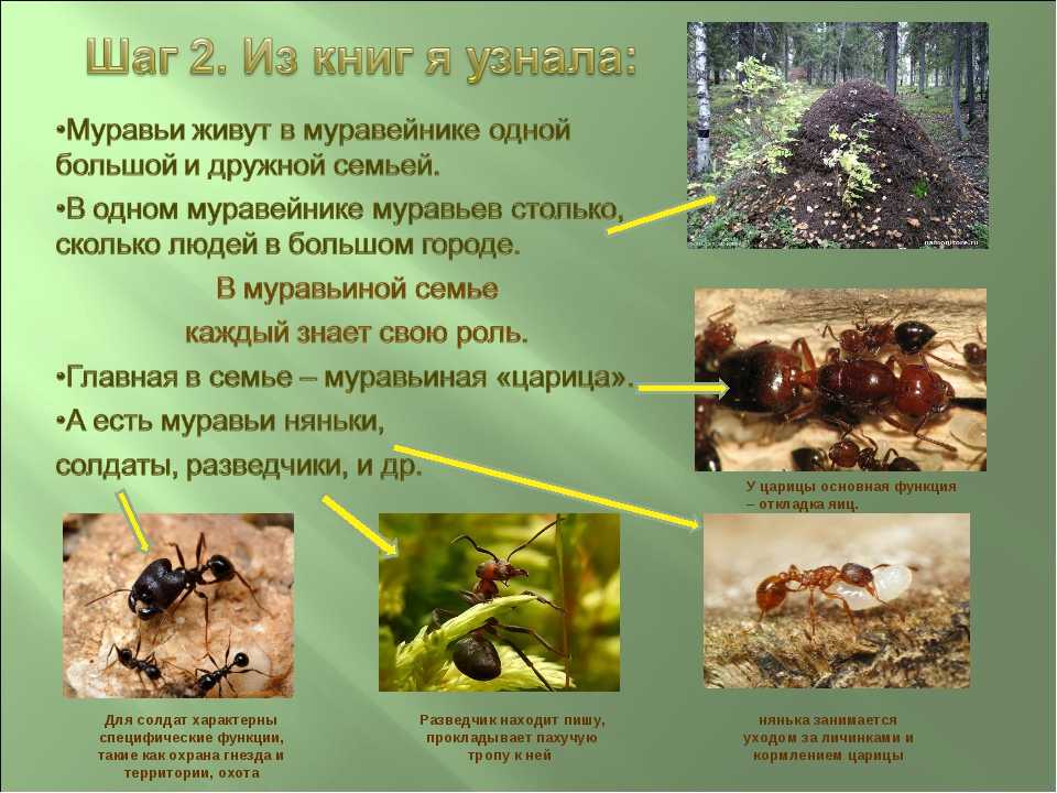 Срок жизни муравьв Продолжительность жизни в зависимости от среды обитания муравья Срок жизни муравьев в зависимости от вида