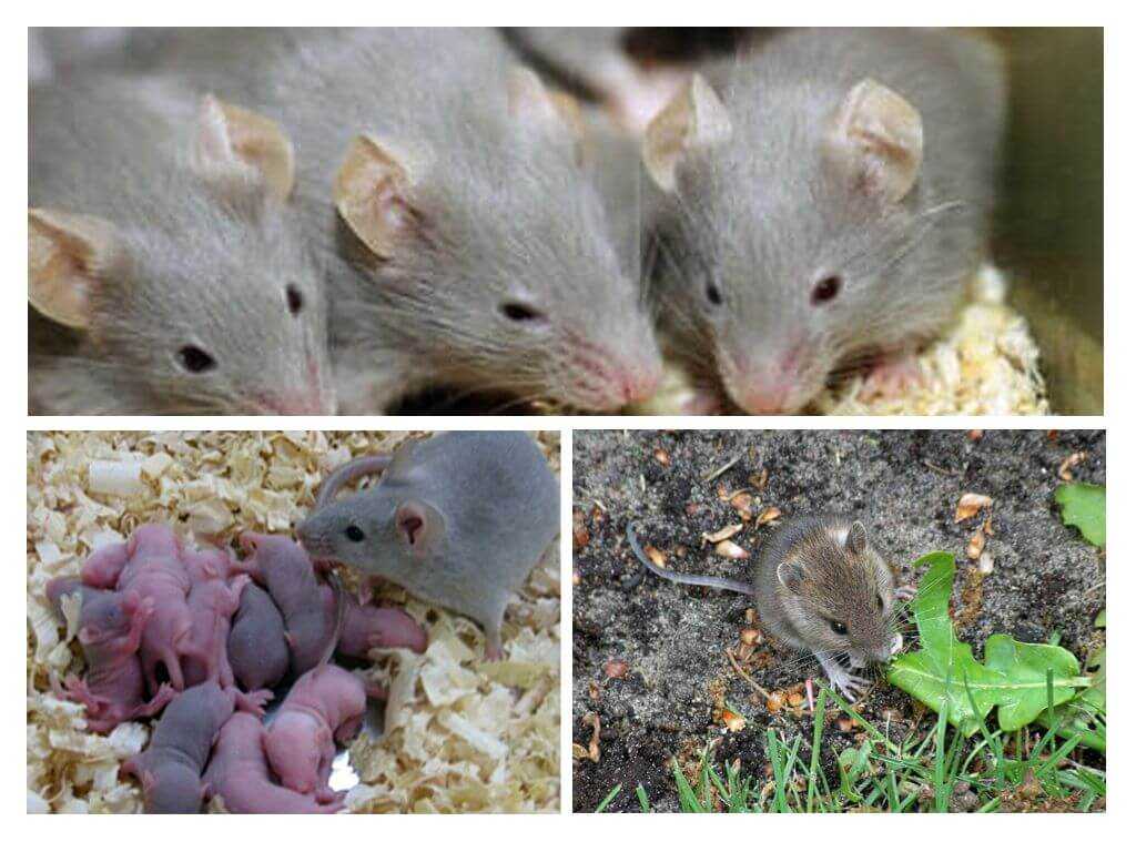 Интересные факты о мышах