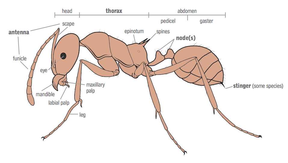 Как устроен муравейник или муравьиная колония