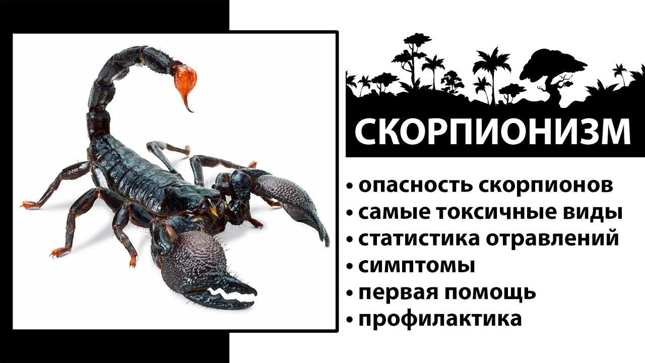 Как восстановить охрипший голос, быстрое восстановление осипшего голоса