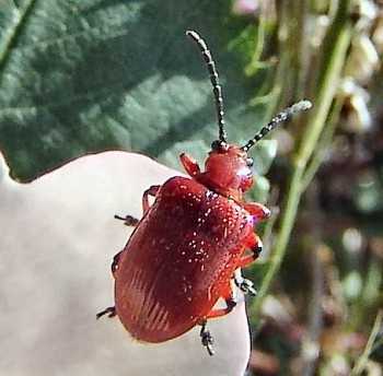 Красный жук на участке. как избавиться от лилейной трещалки и жука солдатика