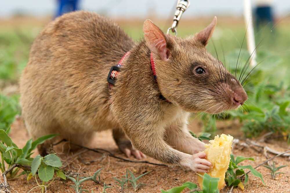 Крыса гамбийская: все об африканском сумчатом грызуне