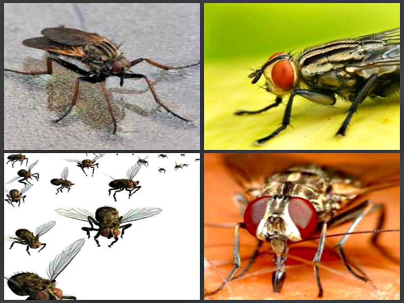 Укус мухи: симптомы, первая помощь, лечение