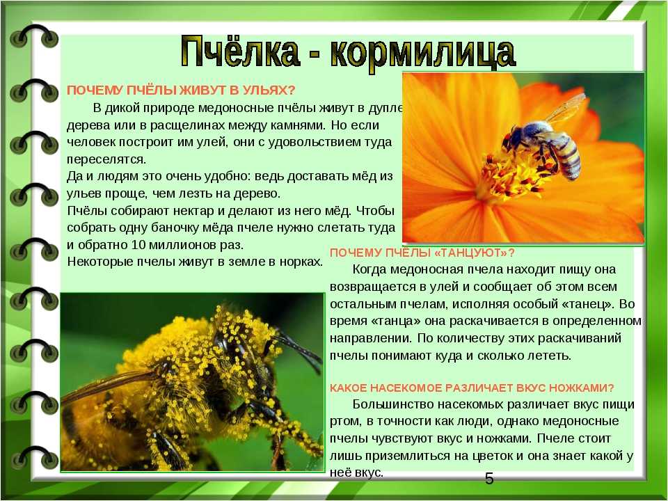 Сколько живет рабочая пчела. Сколько живут пчелы. Сколько живёт пчела медоносная. Сколько живут пчелы рабочие. Продолжительность жизни пчелы.