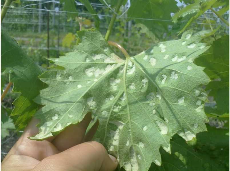 Паутинный клещ на винограде фото и борьба с ними