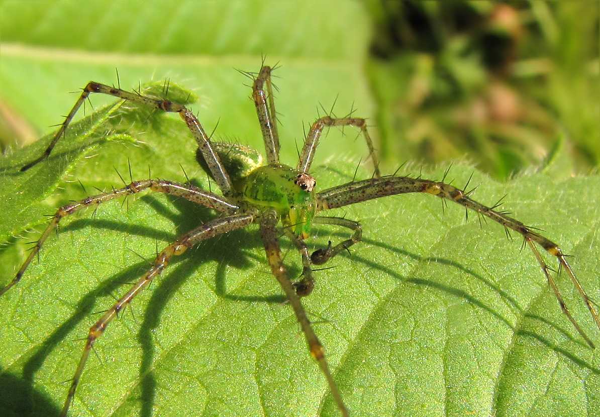 Особенности и виды пауков россии – обзор самых необычных и опасных экземпляров. зеленый паук. какие виды зеленых пауков существуют?