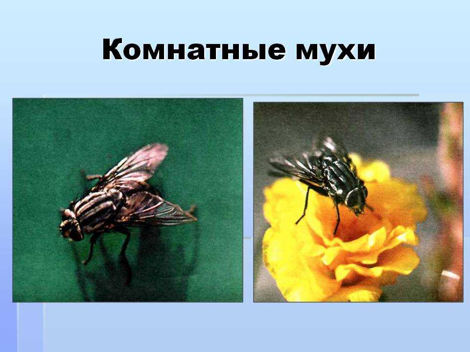 Как видит муха фото