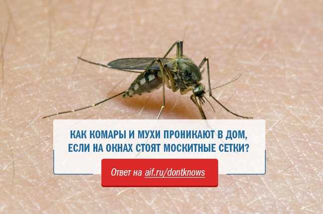 До какого этажа летают мухи. как высоко летают комары и мухи. как выбрать свой этаж