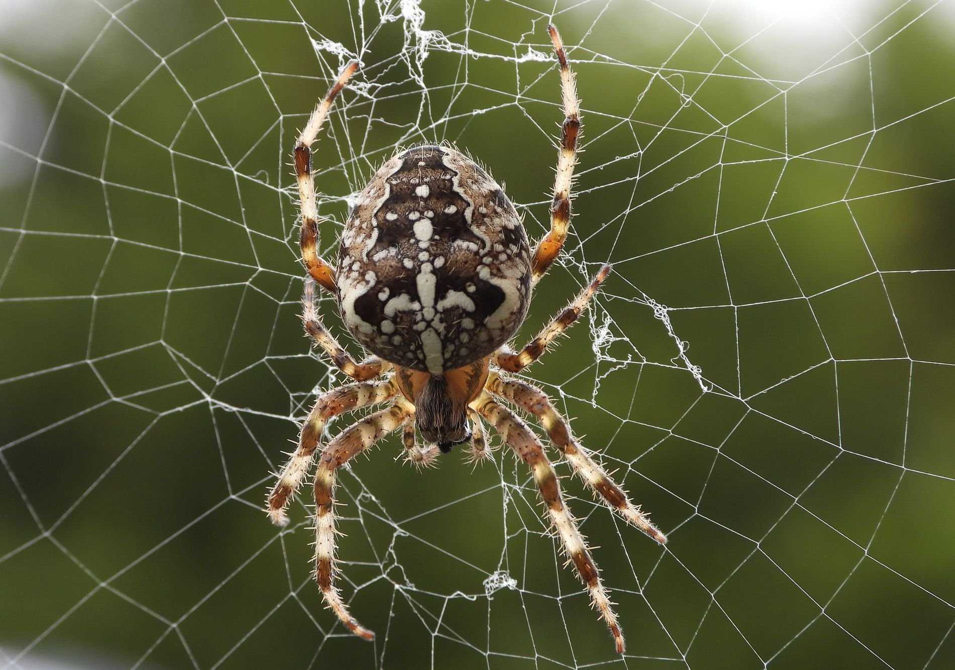 Какую опасность представляет паук-крестовик