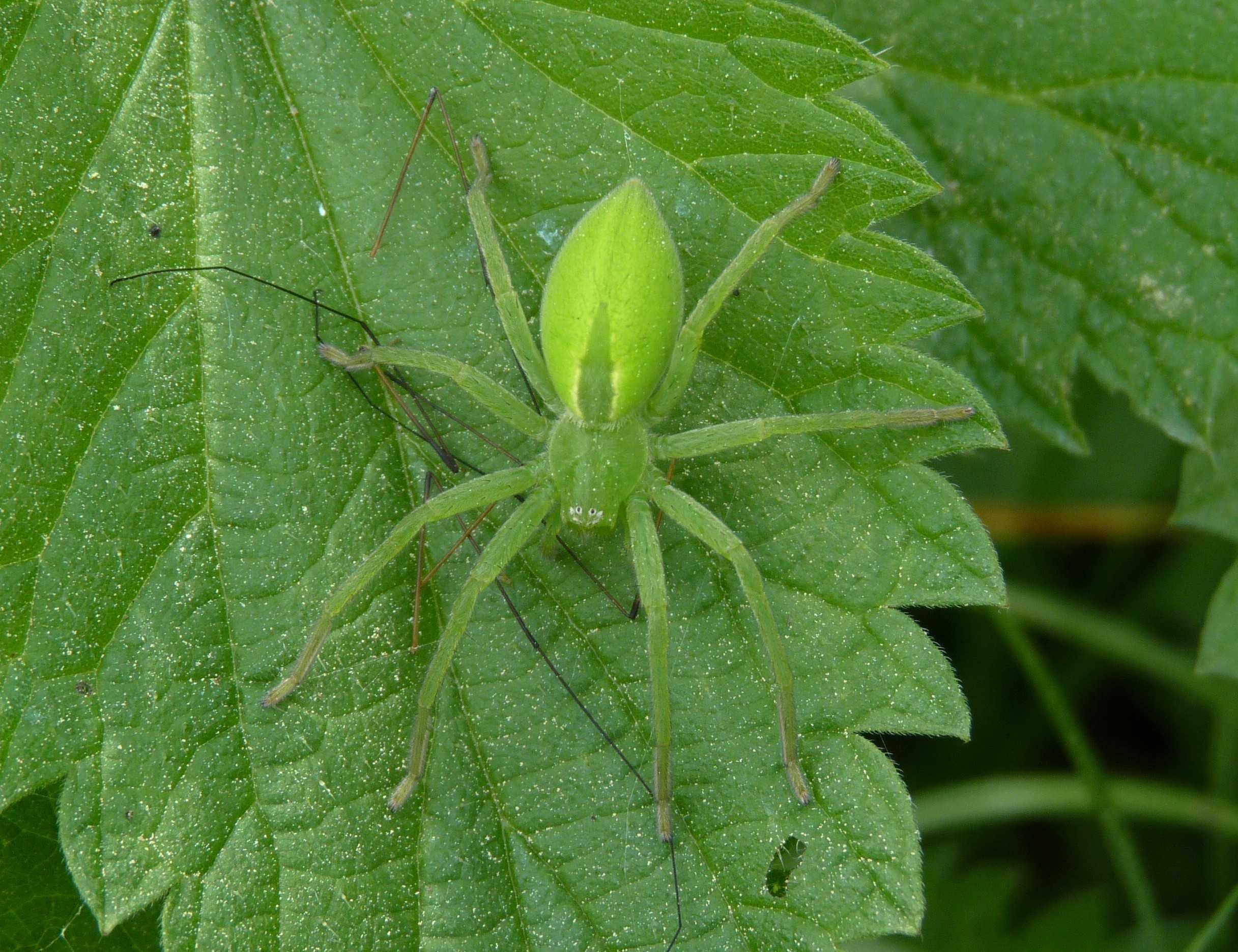 Зеленый паук дома чем опасен | что говорят насекомые
