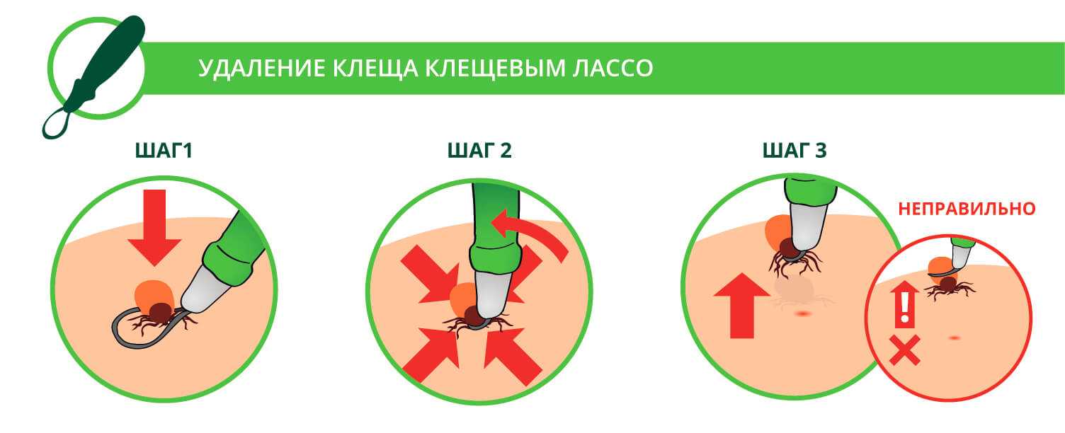 Как удалить клеща картинки